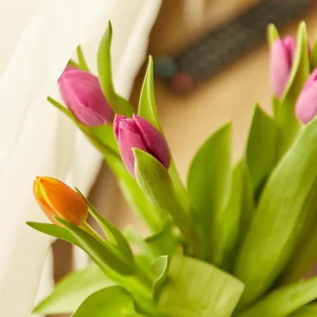 Pensionat Zum Dicken Baum 3*